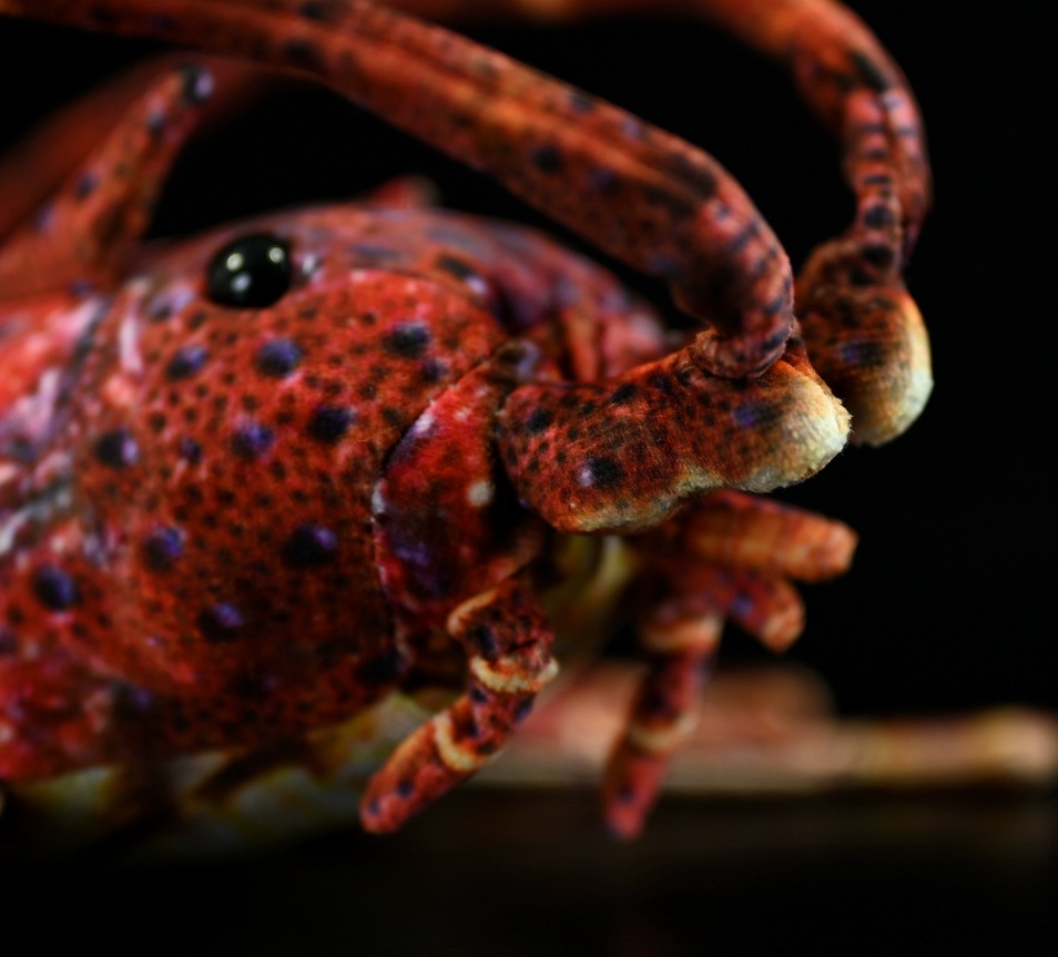 Realistic Spiny Lobster Plush — photo 2
