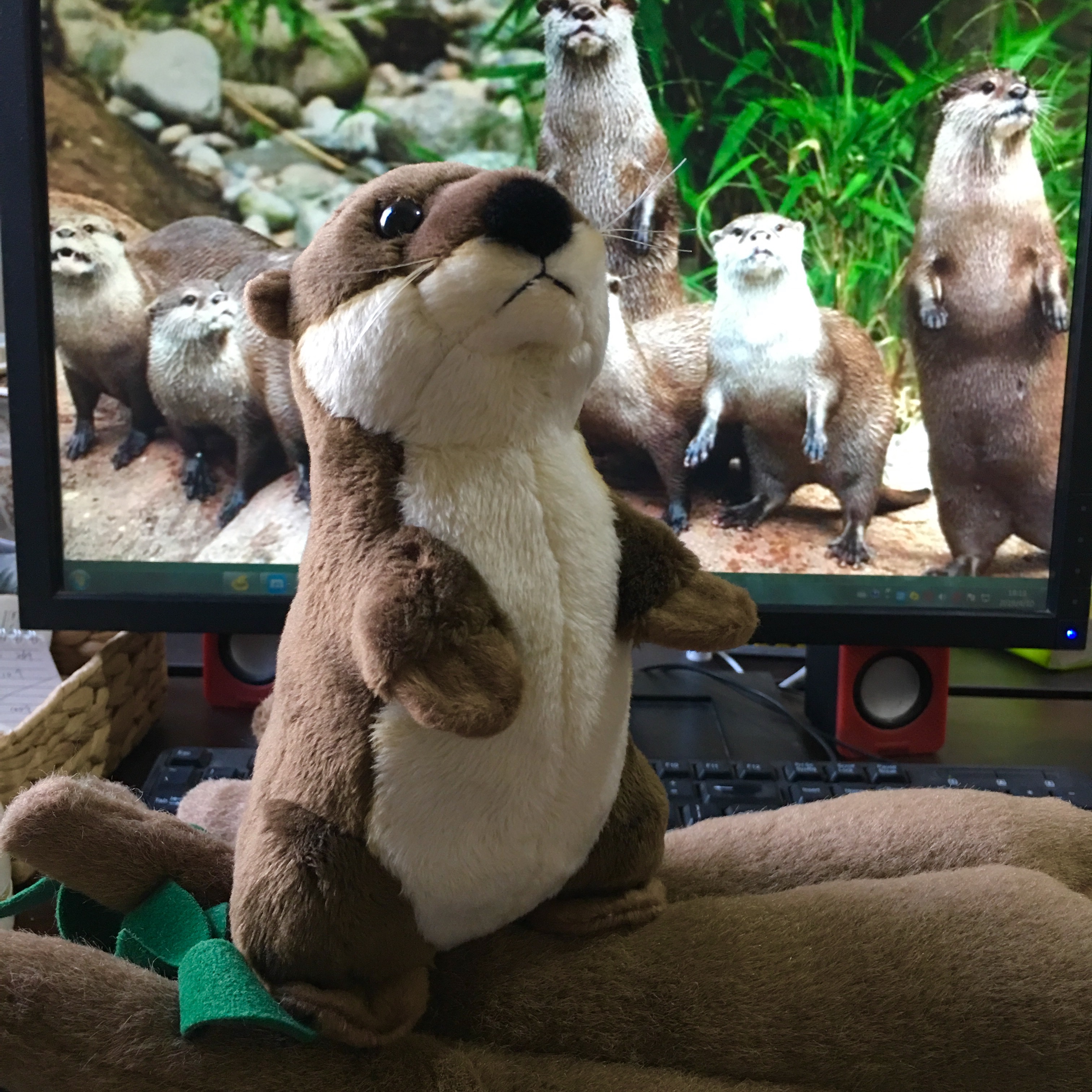 Realistic River Otter Plush โ photo 4